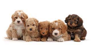 Uptown's doodles are bred to be even more adorable than your average doodle, making them the perfect pooch for all the. 1 Goldendoodle Puppies For Sale By Uptown Puppies