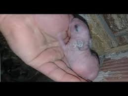 Rabbit Birth Preparation And Rabbit Birth Moment Rabbit Puppies Youtube