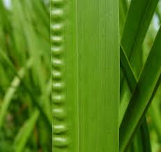 Image result for Calamus deerratus