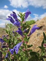 Image result for Scutellaria schweinfurthii
