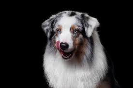 Use the search tool below and browse adoptable. Australian Shepherd Great Pet Care
