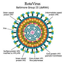 Rotavirus Infektion Ursachen Symptome Behandlung Medlexi De