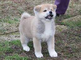 Check spelling or type a new query. Craigslist For Japanese Akita Inu Puppies For Sale The Y Guide