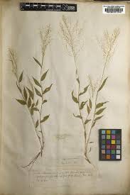 Image result for Panicum phragmitoides