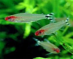 Rummynose Tetra Hemigrammus Bleheri Tropical Fish Aquarium Tropical Fish Tanks Tetra Fish