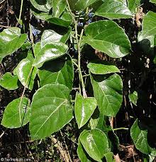 Image result for Cissus faucicola