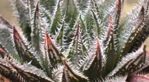 Image result for Tridentea marientalensis