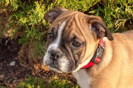 Lancaster puppies advertises puppies for sale in pa, as well as ohio, indiana, new york and other states. Miniature Bulldog Dog Breed Health Training Feeding Temperament And Puppies Petguide