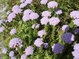 Image result for Selago coerulea