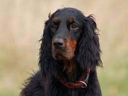 In the uk, the four setter breeds, together with the pointers, usually form a subgroup within the gundog group as they share a common function. Gordon Setter Price Temperament Life Span