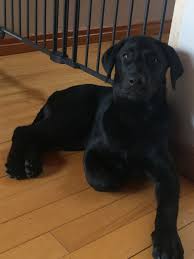 16 Week Old Black Lab Black Labrador Retriever Labrador Retriever Lab Puppies