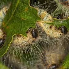 Eichenprozessionsspinner - so erkennt man die giftigen Raupen