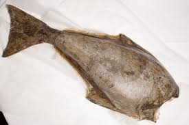 The skin of an eggplant is full of antioxidants, potassium and magnesium. How To Cook Halibut Great British Chefs