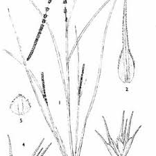 Image result for Elytrophorus globularis