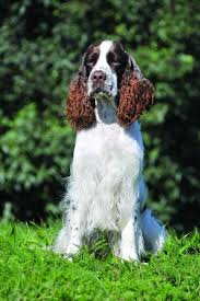 Image result for anglický špringršpaněl