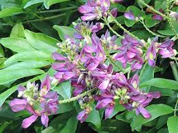 Evergreen Wisteria An Excellent Alternative For Chinese Wisteria Gardening In The Panhandle Fragrant Flowers Flowering Vines Florida Gardening