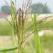 Image result for Acroceras macrum