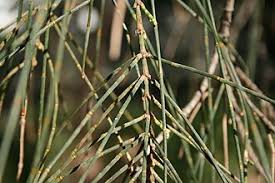 Image result for Casuarina verticillata