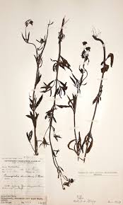 Image result for Haumaniastrum dissitifolium