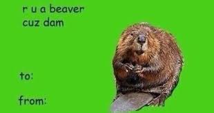 Beaver Valentines Memes Funny Valentines Cards Valentines Day Memes