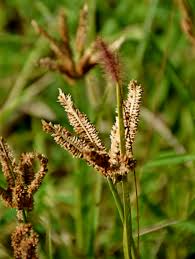 Image result for Eleusine coracana