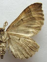 Image result for Pelurga comitata