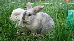 Maybe you would like to learn more about one of these? Rabbit Care 10 Things You Need To Know Before Owning A Rabbit