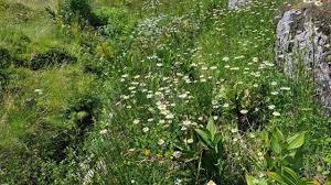 Image result for Triumfetta angolensis