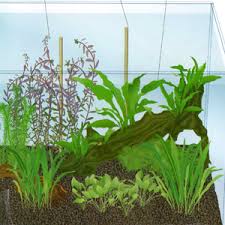 Maybe you would like to learn more about one of these? Encyclopedia Of Aquarium Plants Hiscock Peter 9780764155215 Amazon Com Books