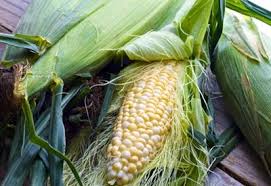 This is a clear sign that you can pick it already. When Is Sweet Corn Ready To Harvest Pick Planet Natural