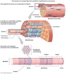Can anyone find me a label diagram of a smooth muscle cell? Gross Anatomy Of Skeletal Muscle The Muscular System Micro And Macro Anatomy Skeletal Muscle Muscular System Gross Anatomy