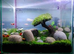 10 Jenis Batu Aquascape Yang Bagus Lengkap Disertai Harganya Hobinatang