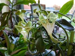 Image result for Ceropegia schultzei