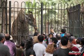 حدائق الحيوان عن رفع سعر التذكرة لـ25 جنيه ا يخسرنا المصري اليوم