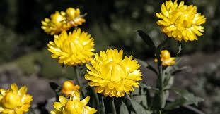 Image result for Helichrysum candolleanum