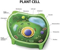 Maybe you would like to learn more about one of these? How To Draw A Plant Cell