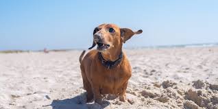Are there any risks to their health if they eat lots of tuna in their diet? Omega 3 Fish Oil For Cats And Dogs The Benefits My Pet Warehouse