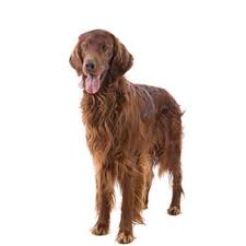 Image result for irský červenobílý setr