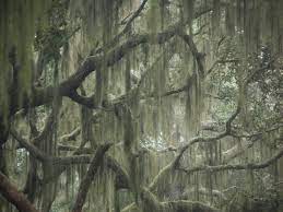 Learn the myths and realities of moss removal in to get rid of moss in the lawn start by spraying a ferrous sulphate based moss killer then remove the dead moss by raking. Killing Spanish Moss Learn How To Get Rid Of Spanish Moss