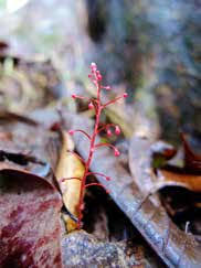 Image result for Exochaenium oliganthum