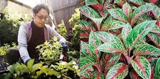 Bunga soka merupakan jenis tanaman perdu atau semak yang juga cocok dijadikan pengganti pagar untuk rumah. 15 Jenis Tanaman Hias Outdoor Untuk Mempercantik Taman Rumah