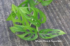 Shopping rare plants is much easier, thanks to the available online options. Monstera Obliqua