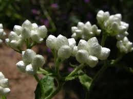 Image result for Gnaphalium