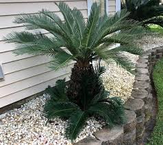 They appreciate a warm and bright environment, though harsh sunlight can damage the foliage. How To Grow And Care For A Sago Palm Plant Happy Diy Home