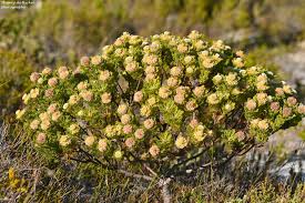 Image result for Vigna gazensis