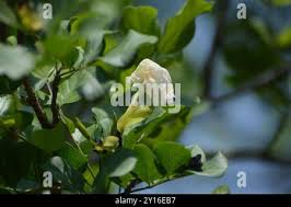 Image result for Dolichandrone alba