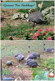 Check spelling or type a new query. Guineas Eat Stink Bugs Murano Chicken Farm