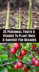 20 Perennial Fruits Veggies To Plant Once Harvest Year After Year In 2020 Food Garden Growing Vegetables Fruits And Veggies