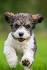 These 25 Cute Cross-Breed Dogs Will Make You ... - Bored Panda