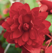 Begonia Scarlet Biography Begonia Flowers Flower Therapy